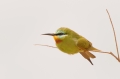 Groene Bijeneter